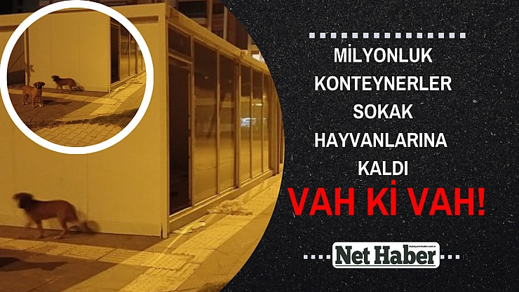 Milyonluk konteynerler sokak hayvanlarına kaldı
