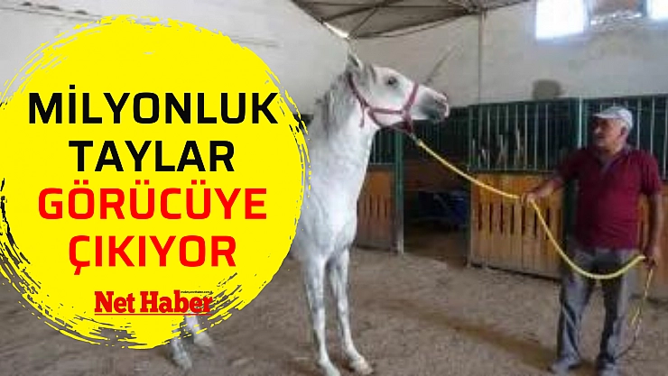 Milyonluk taylar görücüye çıkıyor