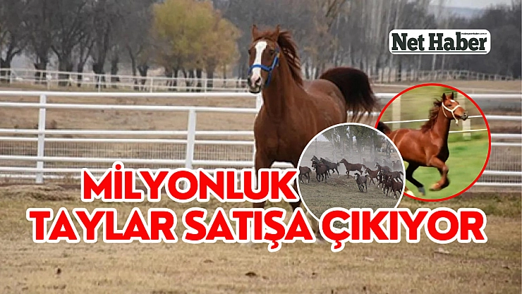 Milyonluk taylar satışa çıkıyor