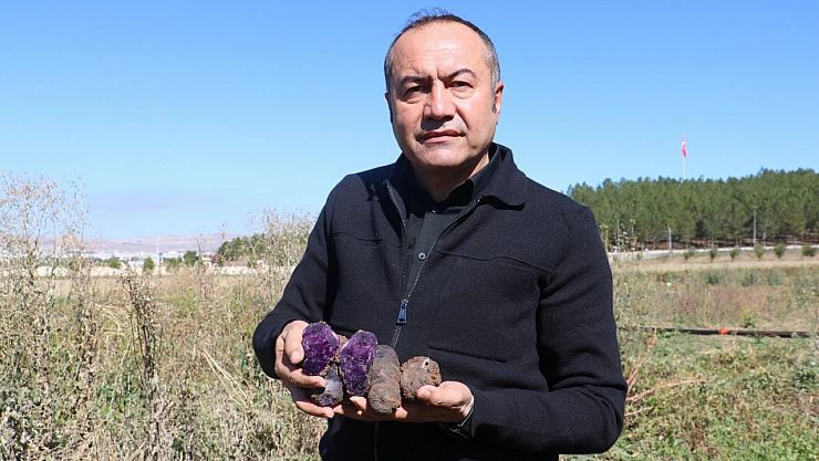  Mor şifa hasadı başladı