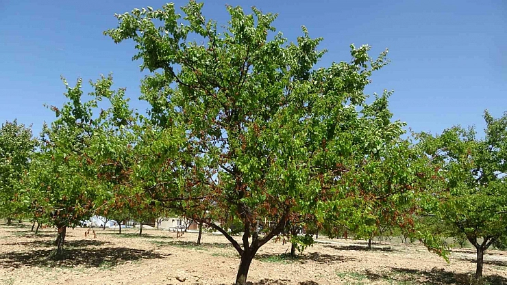 Kayısı üreticisine ödeme müjdesi: Tarih netleşti…