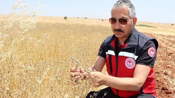 Müdür Akkan çörek otu hasadına katıldı