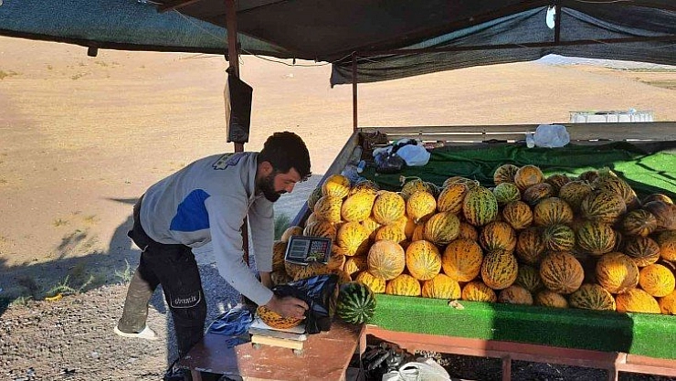 Kavunda hasat başladı
