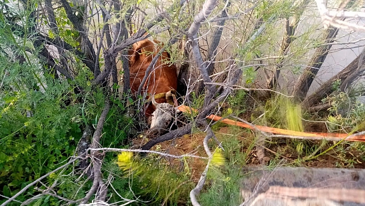 Nehir kıyısına düşen inek kurtarıldı