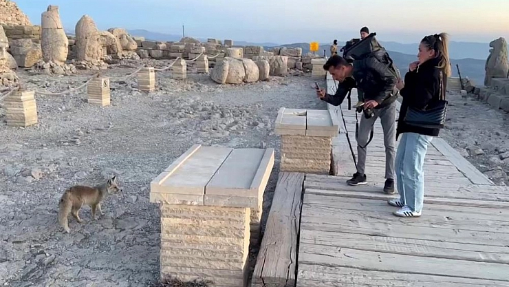 Nemrut Dağı'ndaki tilki, turistlerin ilgi odağı oldu