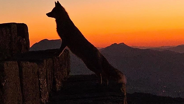 Nemrut'taki yaban yaşamı ilgi çekmeye başladı
