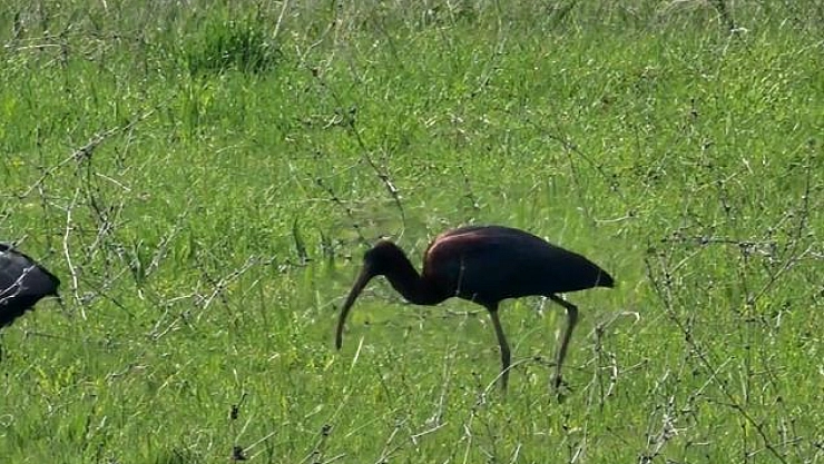 Nesli azalan çeltikçi kuşları görüntülendi