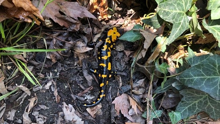 Nesli tükenme tehlikesi altında! Malatya'da görüldü...