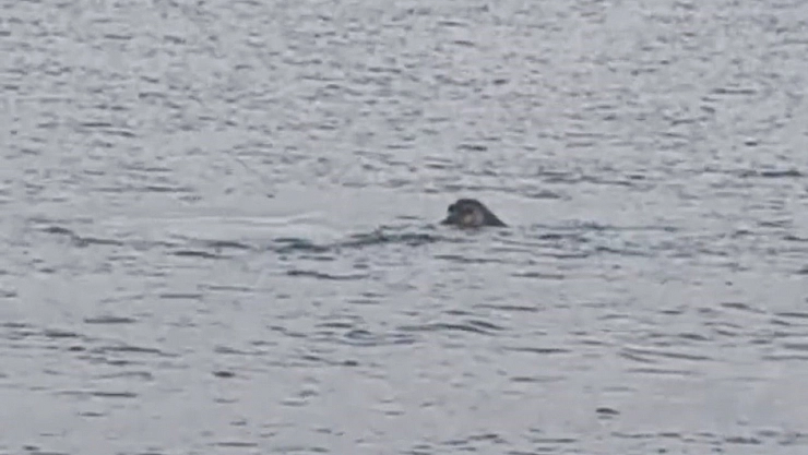 Nesli tükenmekte olan Akdeniz foku kameralara yakalandı