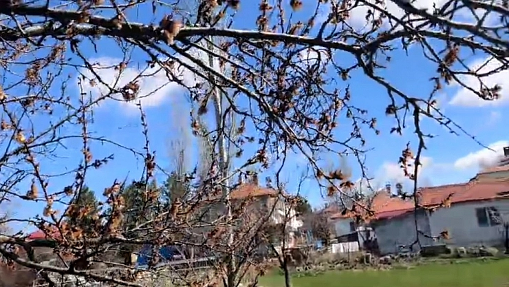 Nisan ayazı kayısıyı etkiledi