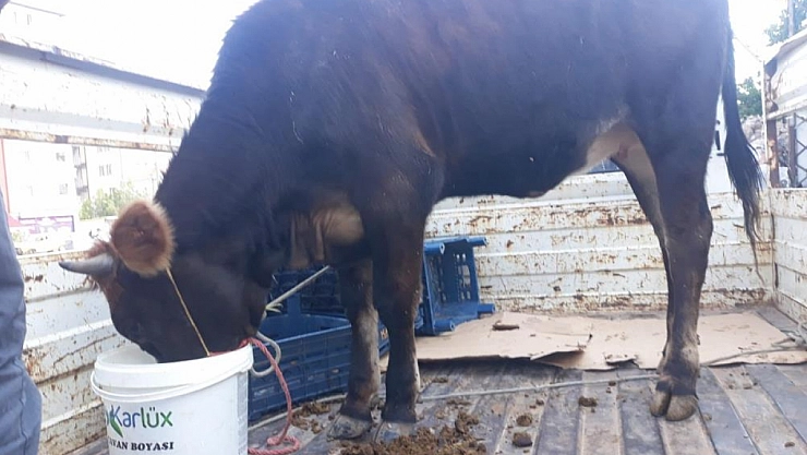 Önce hastalıklı kurbanlık sattılar, sonra tehdit ettiler