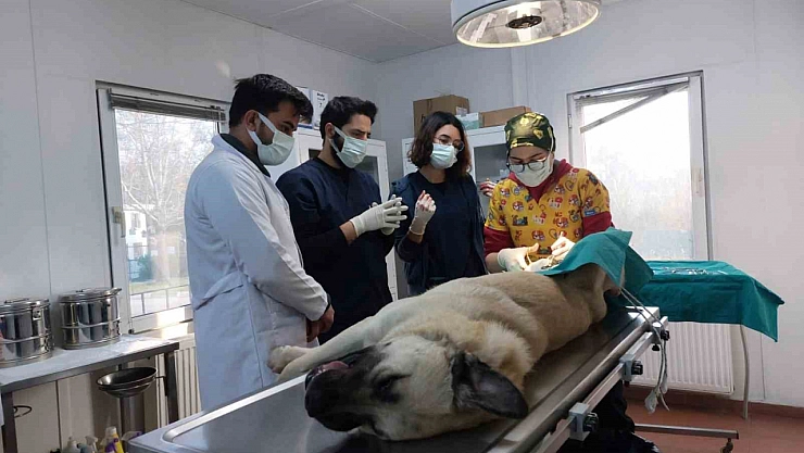 Osmangazi'den hayvanları koruyan çalışma