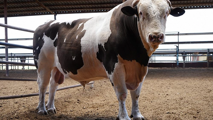 Otomobil fiyatına kurbanlık| 1,6 tonluk 'Fıstık' görenleri şaşırtıyor!