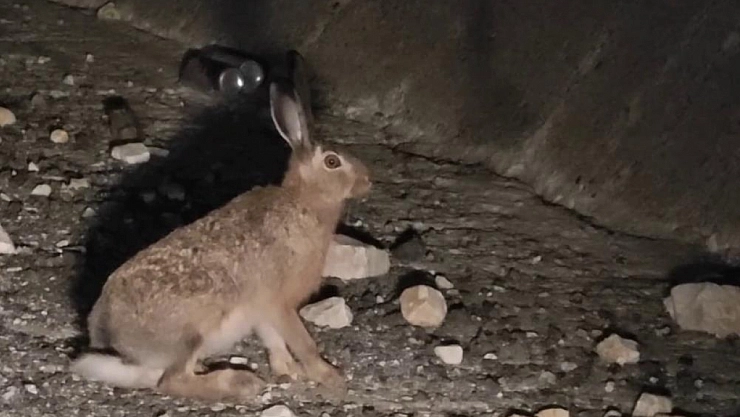 Otoyolda yabani tavşan görüntülendi