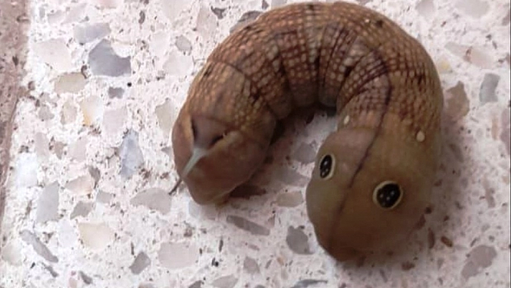 Oyuncak zannetti bakın ne çıktı