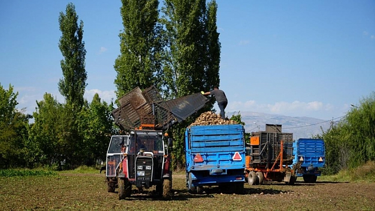Pancar hasadı başladı