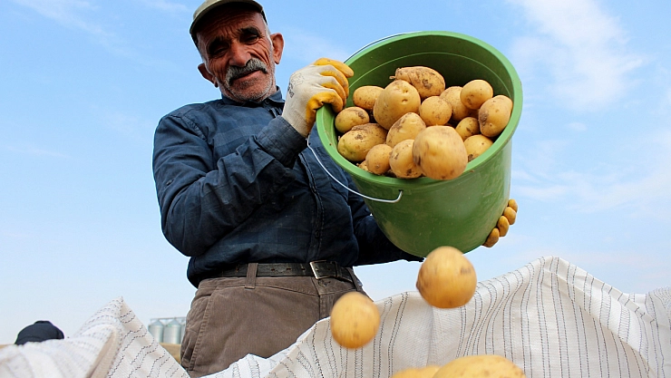 Patates rekora koşuyor