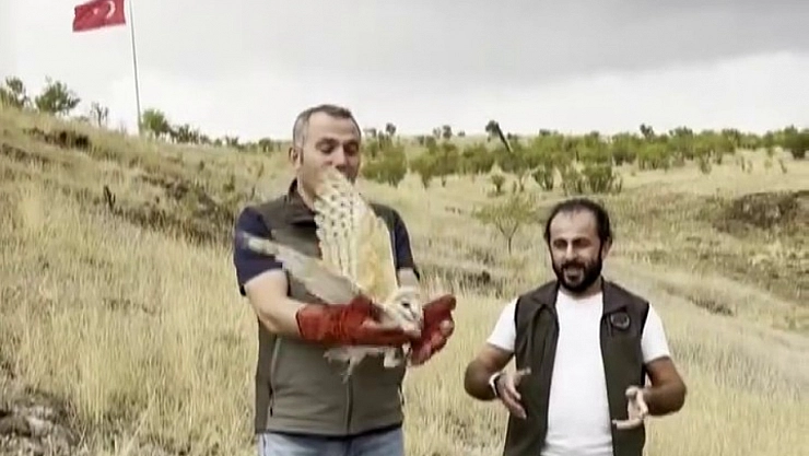 Peçeli baykuş doğaya salındı