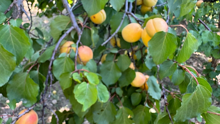 Rekolte Sevinci İşçi Kriziyle Gölgeleniyor! 'Sarı Altın Bol, İşçi Az'