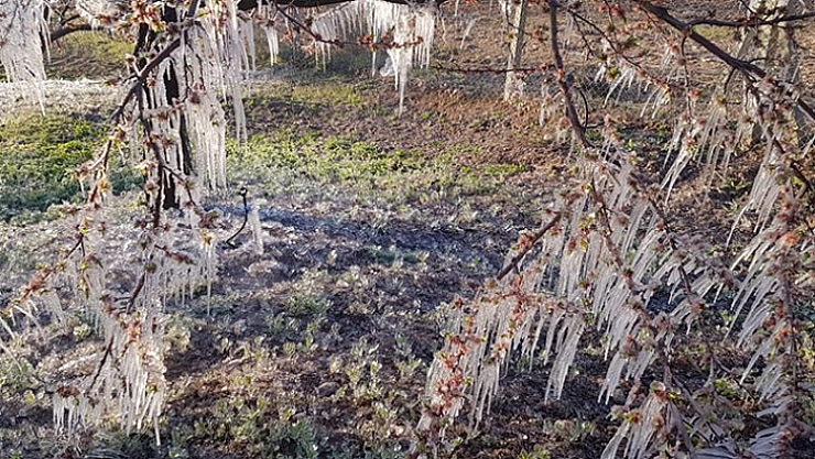 Rekolte yüzde 70 düşecek