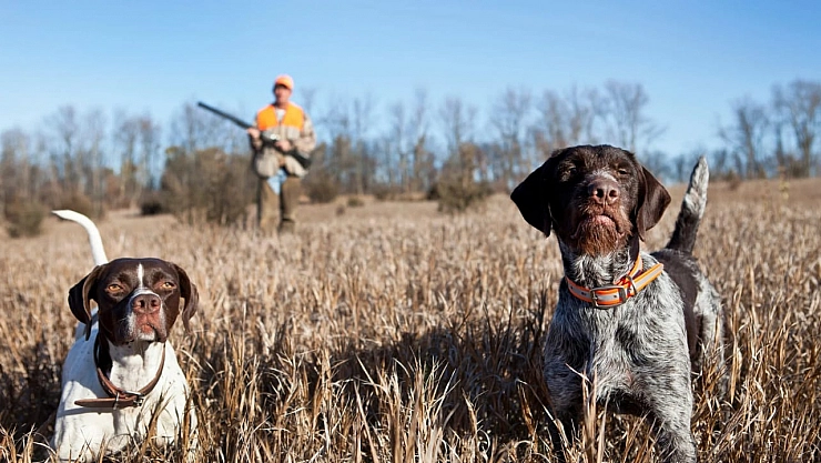 Resmi Gazete'de yayımlandı|Malatya'da av takvimi belli oldu: Çakala yasak, Kekliğe tarih verildi....