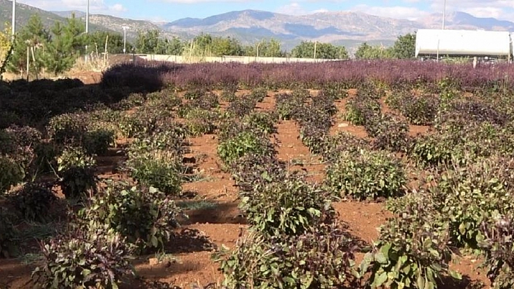 Reyhan çiçeği arılara can verdi