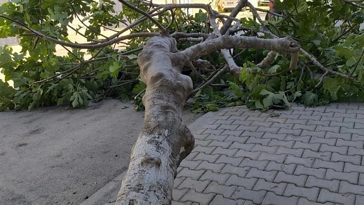 Rüzgara dayanamayan ağaç devrildi