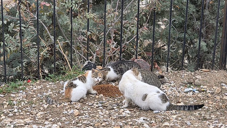 Sahipsiz kedilere mama bırakıldı