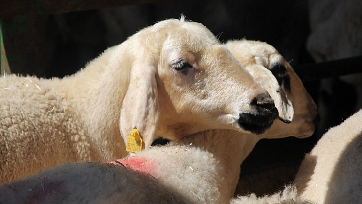Sahte para ve çeklere dikkat! Yetiştiriciler bayram öncesi uyarıldı...!