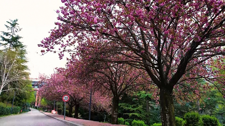 Sakuralar çiçek açtı: Vatandaşlar akın etti