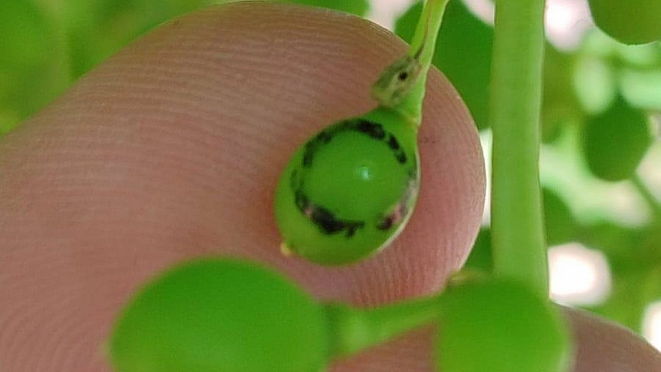 Salihli'de üzüm üreticilerine 'Salkım Güvesi' uyarısı