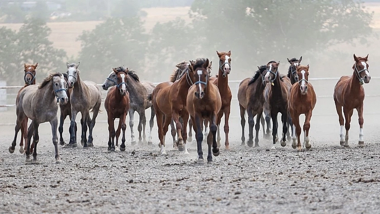 Şampiyonlar Satışa Çıkıyor... Heyecana Malatyalılar Ortak Oluyor...