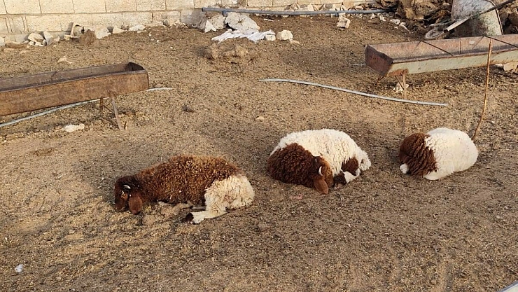 Şanlıurfa'da başıboş köpekler 33 kuzuyu telef etti