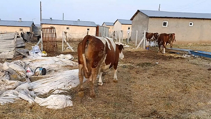 Şap hastalığı, ölümler üreticiyi zorluyor