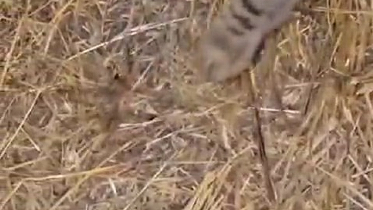 Sarıkız örümceği ile kedinin mücadelesi