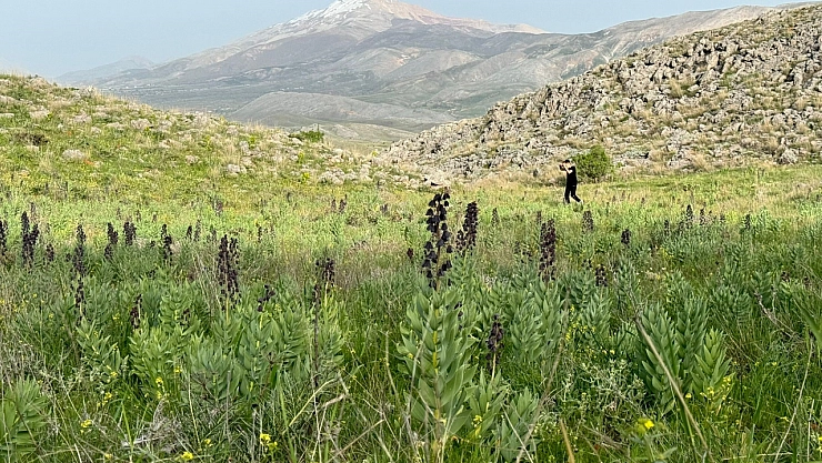 Şarkılara ve Şiirlere Konu Olmuştu! 2 Bin 100 Rakımda Çiçek Açıyor!