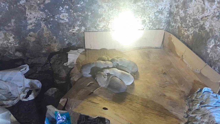 Yavru köpekleri korucular kurtardı