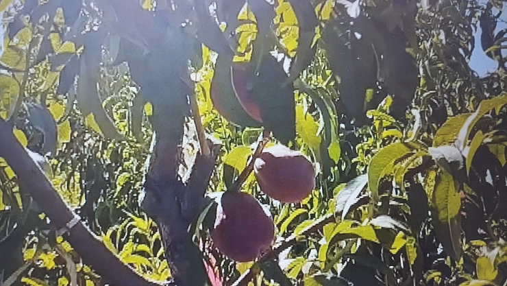 Şeftali'de beklenen rekolte 40 ton