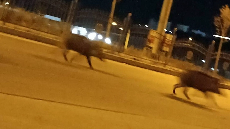 Şehir merkezine indiler