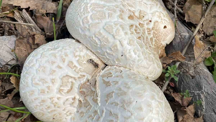 Dağlarda yetişen mantarın fiyatı 100 lira...