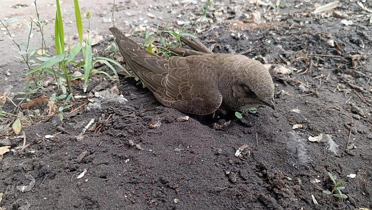 Sıcaktan bitkin düşen ebabil kuşunu kurtardı