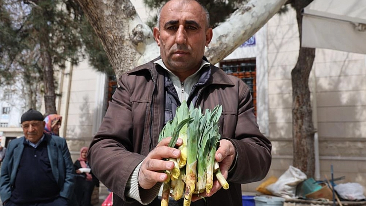 Şifa kaynağı 'çiriş otu' tezgahlarda yerini aldı