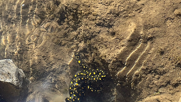 Siirt'te nesli tehdit altındaki sarı benekli semender görüldü