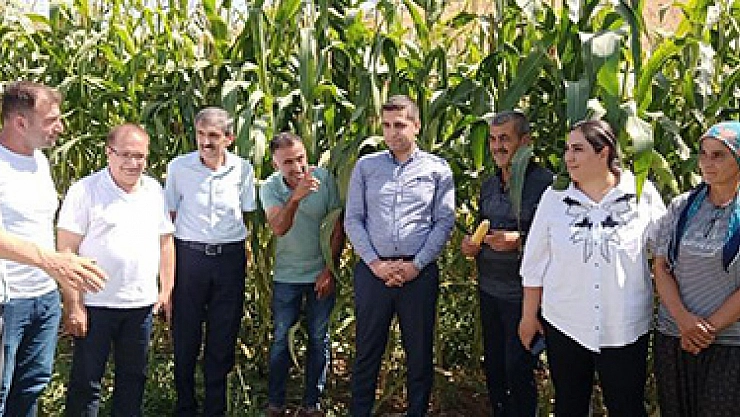 Silajlık mısırda büyük verim