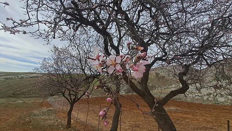Silvan'da badem ağaçları çiçek açtı