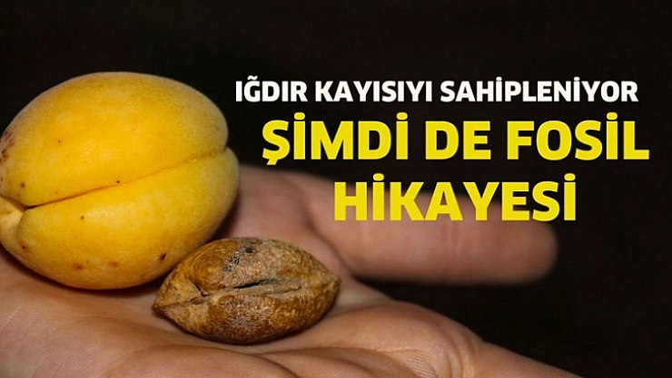 Şimdi de fosil hikayesi