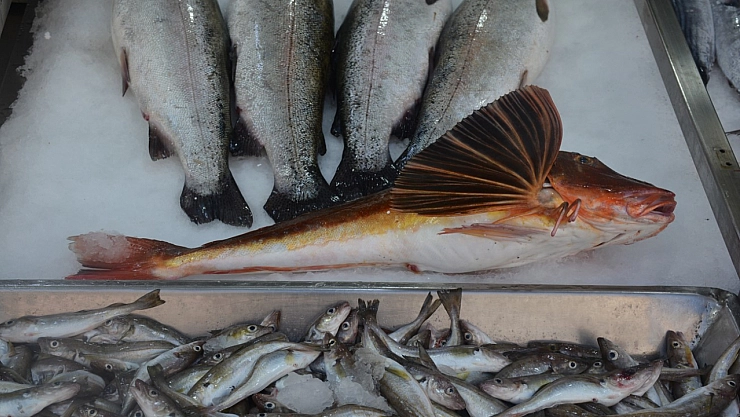 3,5 kiloluk balık avlandı