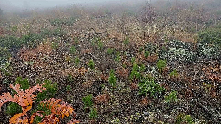 Sinop'ta ormanları gençleşiyor