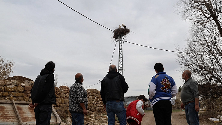 Sivas'ın 'Leylekli köyü' misafirlerine kavuştu