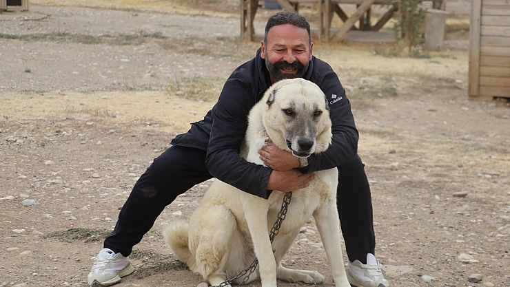 Sivas kangalının hangi cinsin kuzenleri olduğu belli oldu